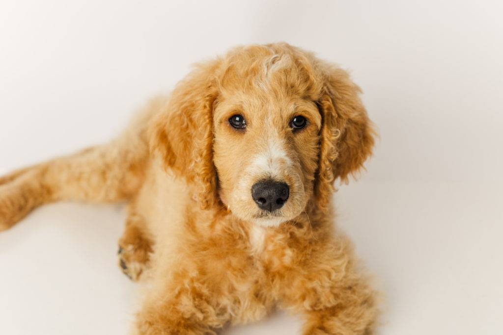 Apricot 9 week old F1b Goldendoodle