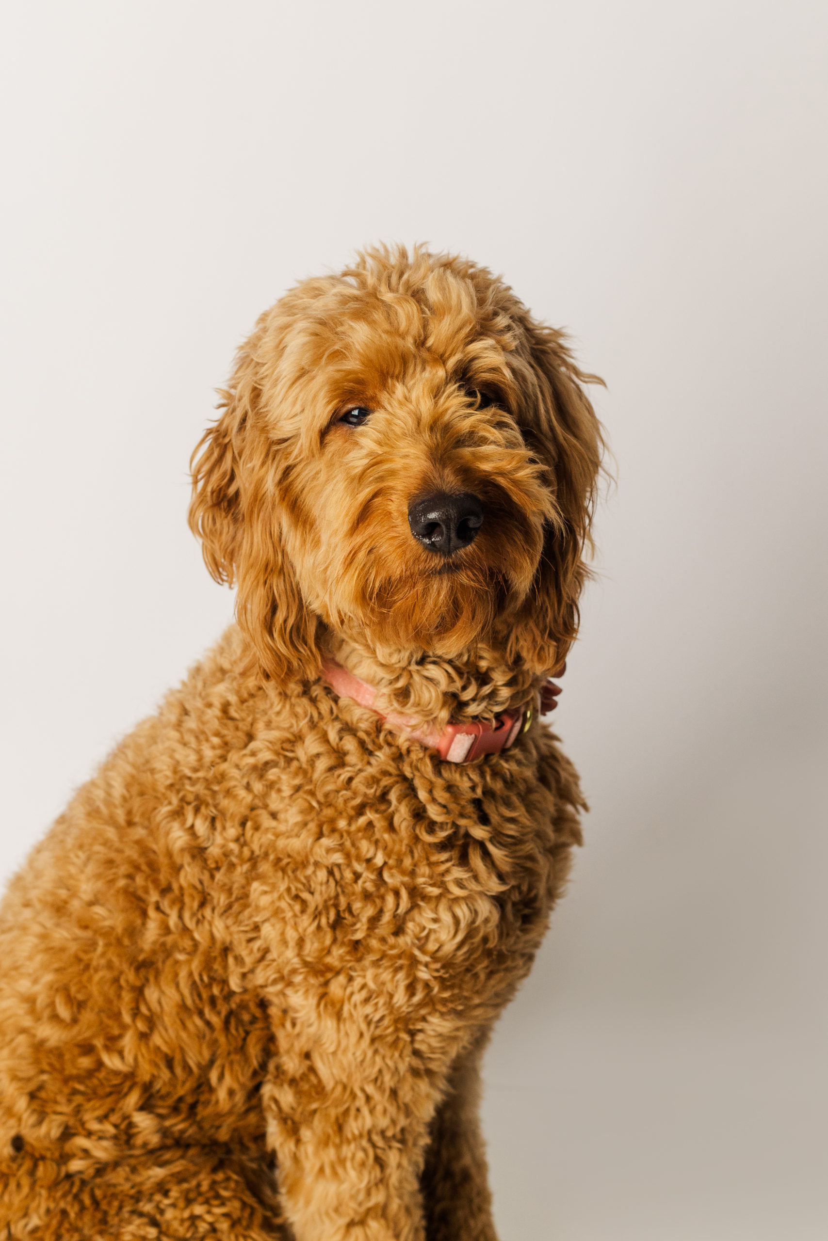 2 year old Red F1b Goldendoodle