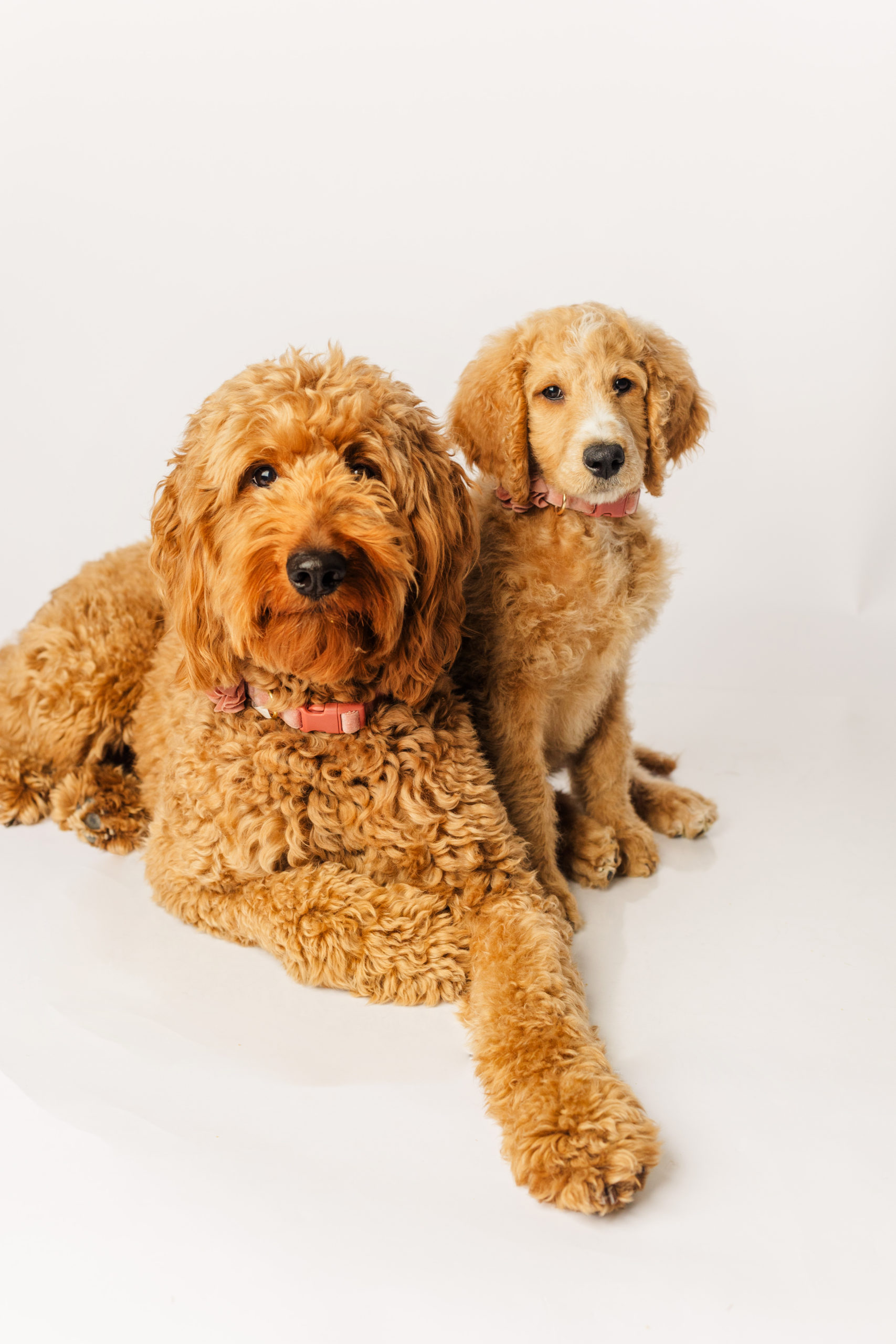 Goldendoodle Pet Photography by Mandy Daniel