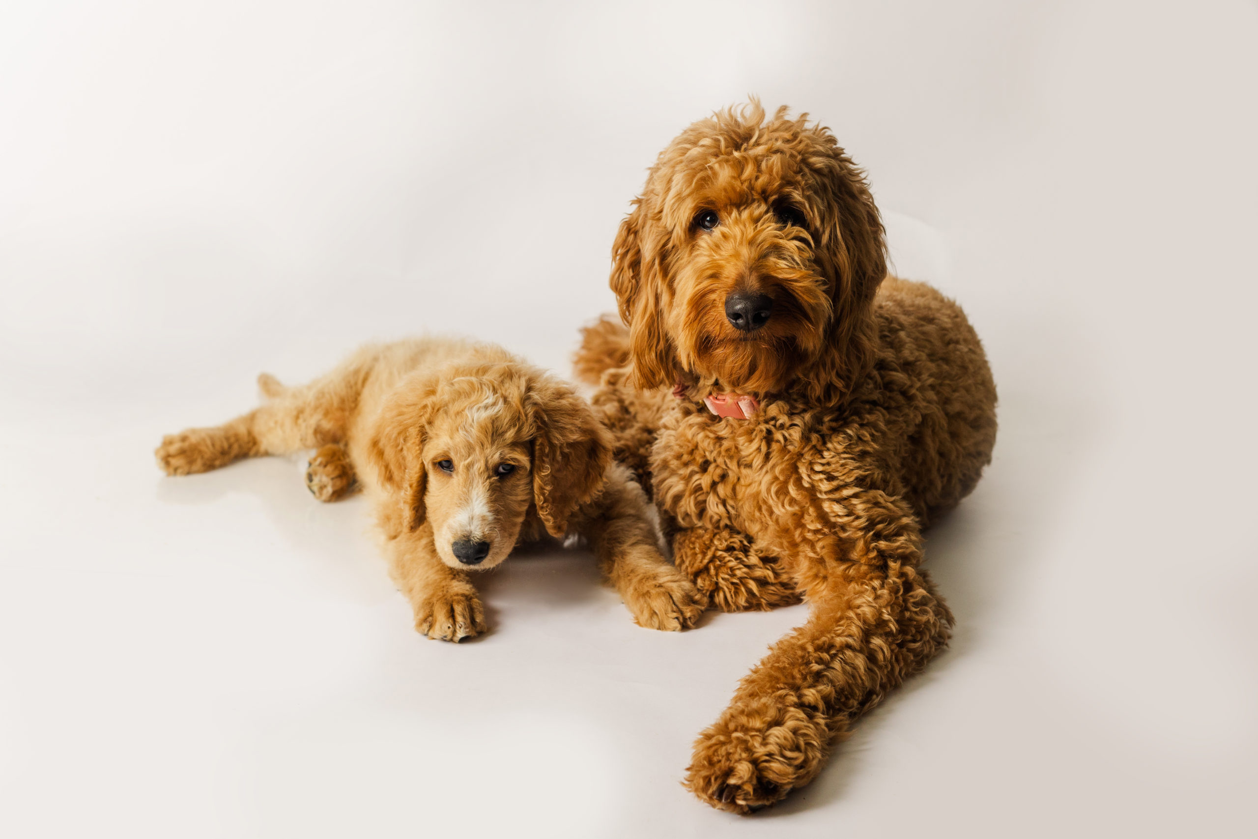 Red F1b Goldendoodle, Apricot F1b Goldendoodle