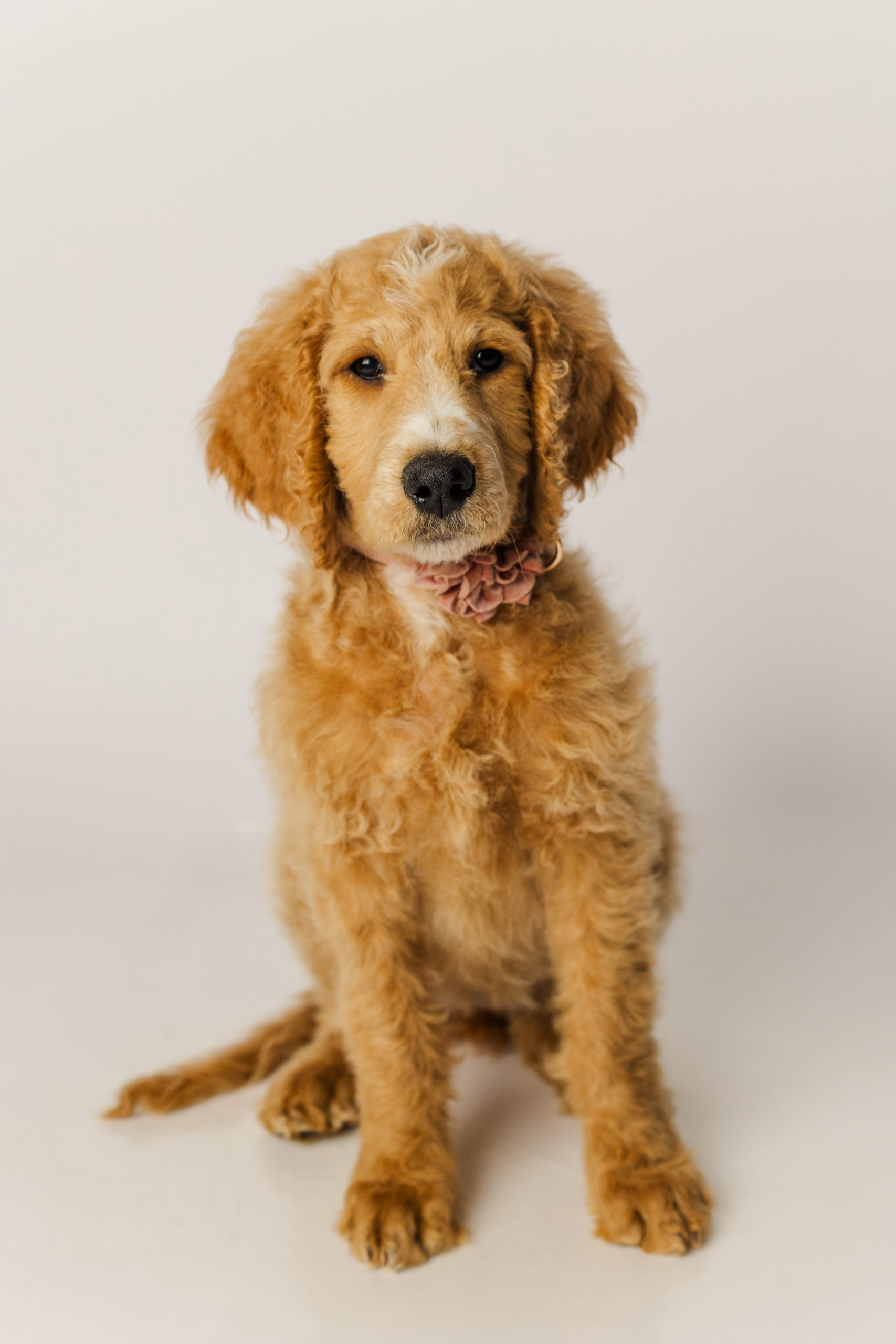 9 week old Apricot F1b Goldendoodle