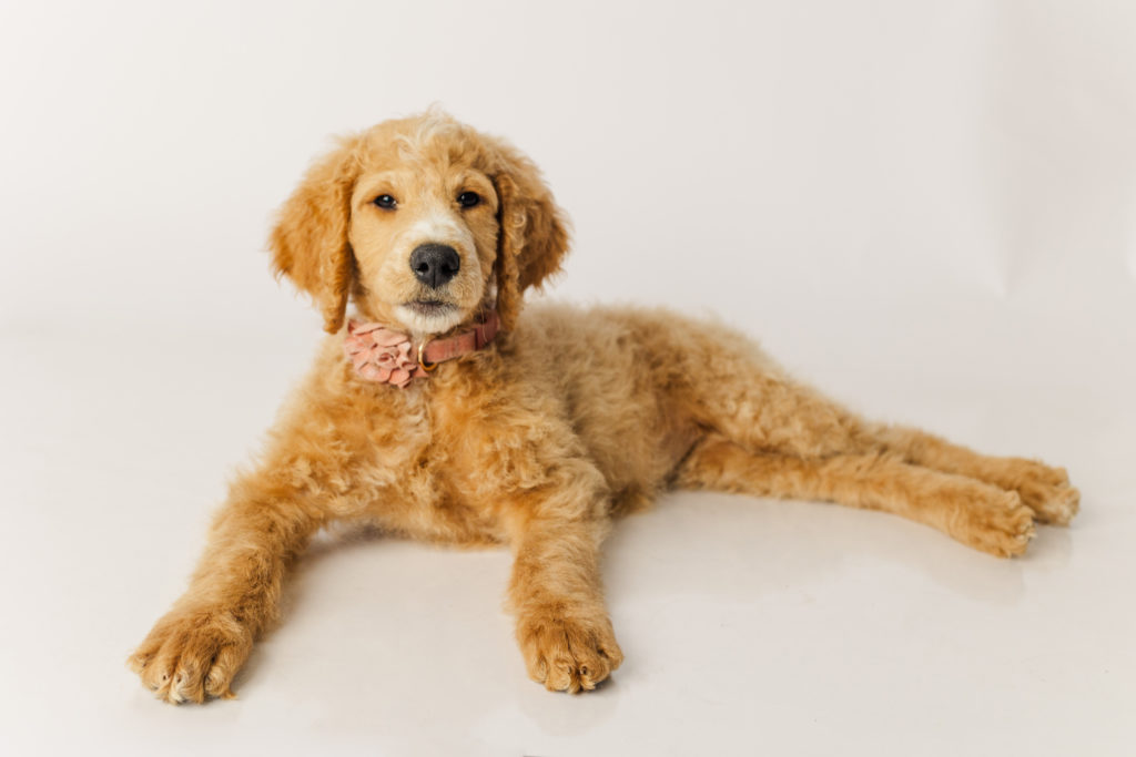 Apricot F1b 9 week old goldendoodle