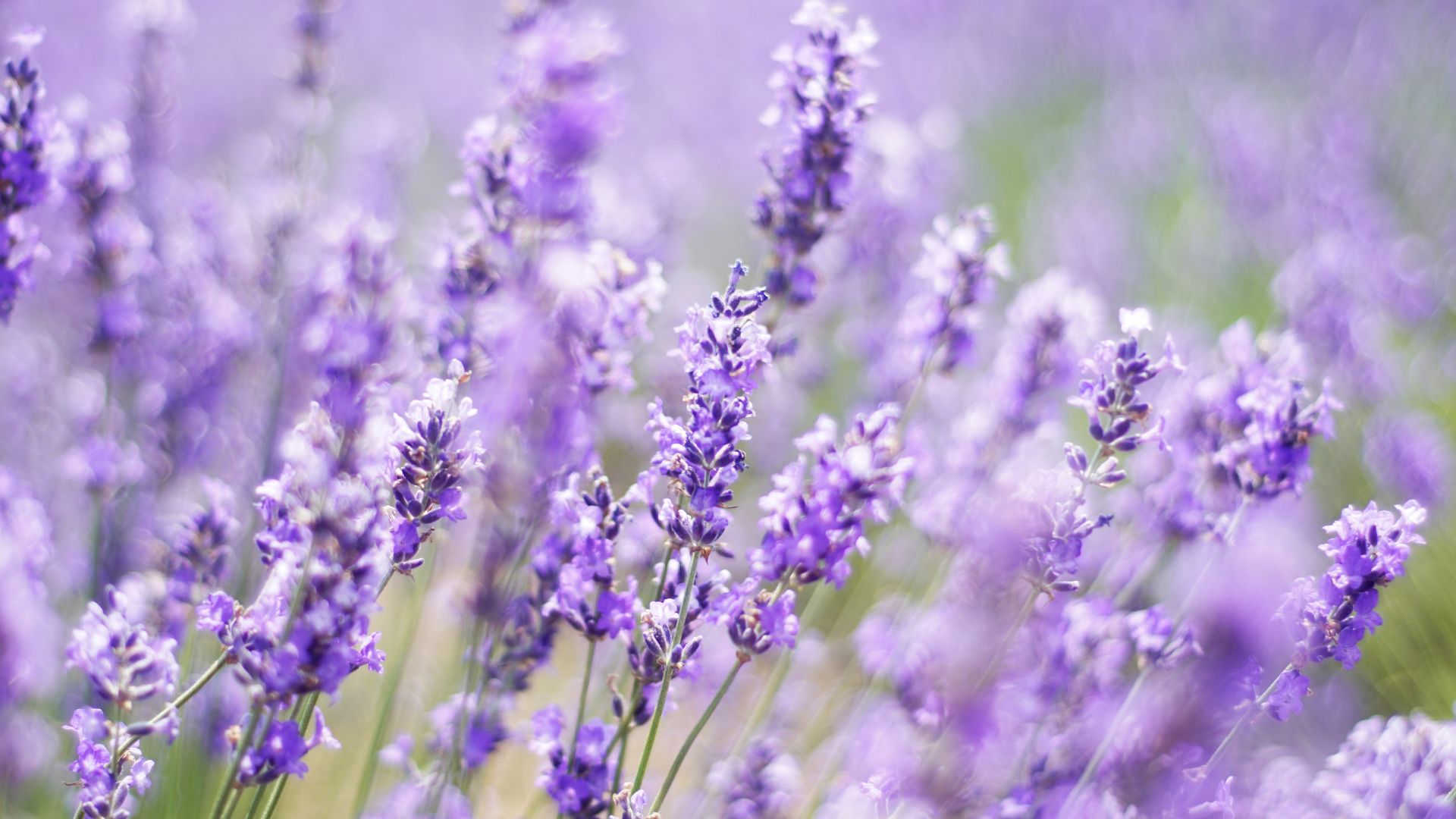 field of lavender