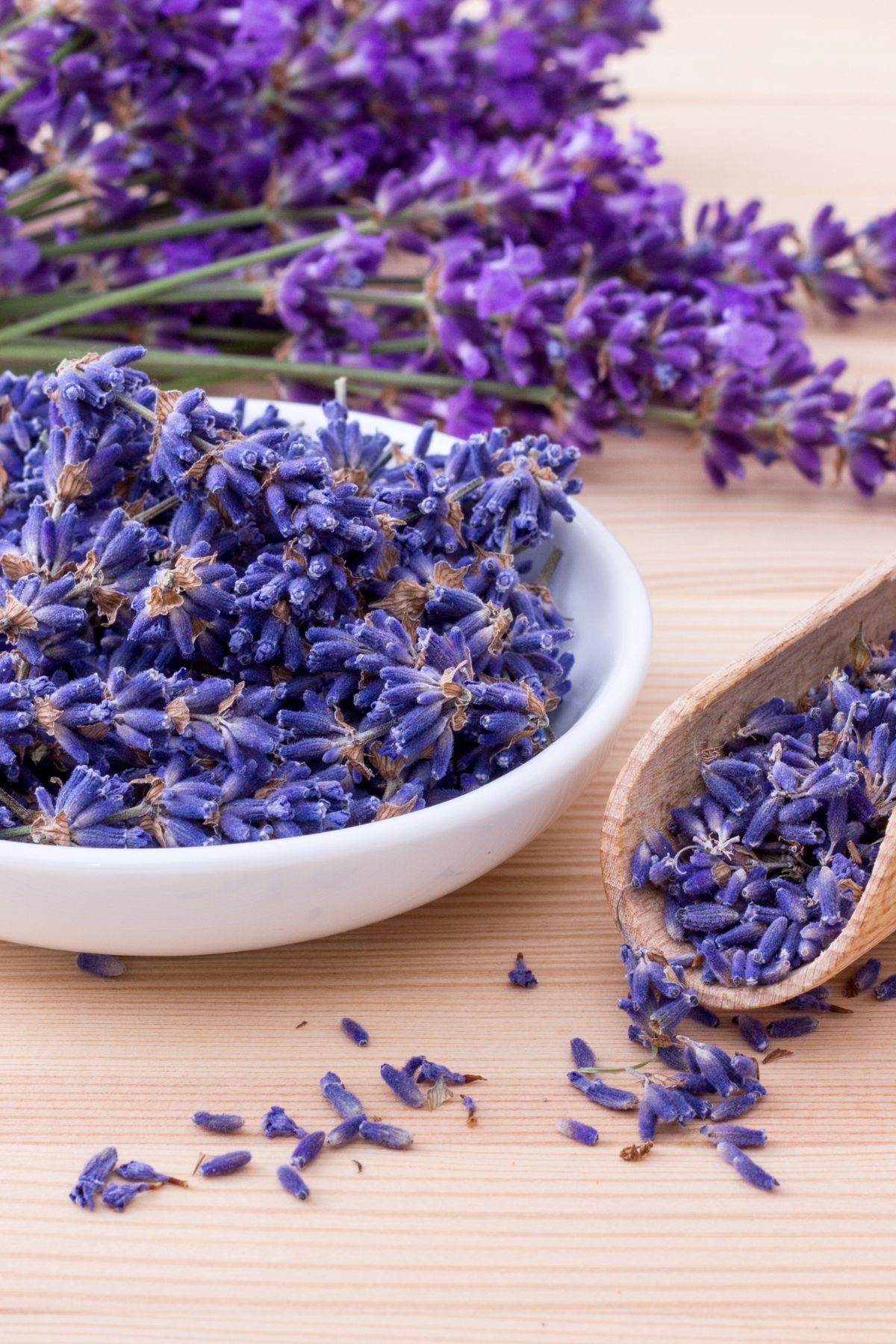 lavender
