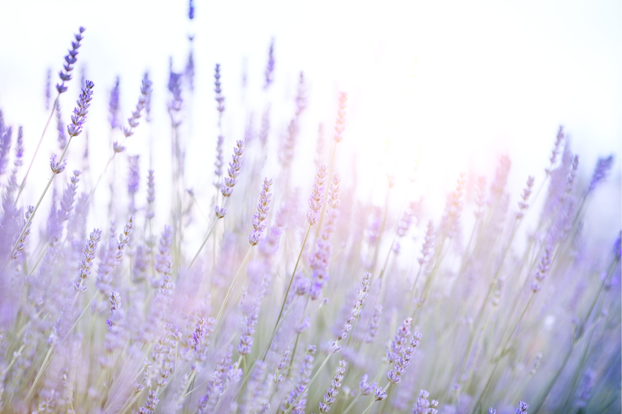 Sunwashed Lavender